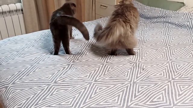 Эрик встал не стой ноги🤔 смотреть онлайн