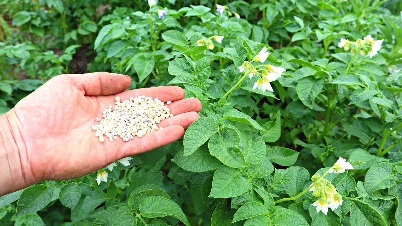1 столовая ложка этого под картошку во время цветения и с куста будет ведро клубней! смотреть онлайн