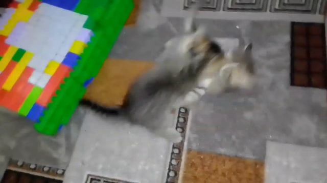 ТАЙНАЯ ЖИЗНЬ ДОМАШНИХ ЖИВОТНЫХ//чем занимаются котята смотреть онлайн