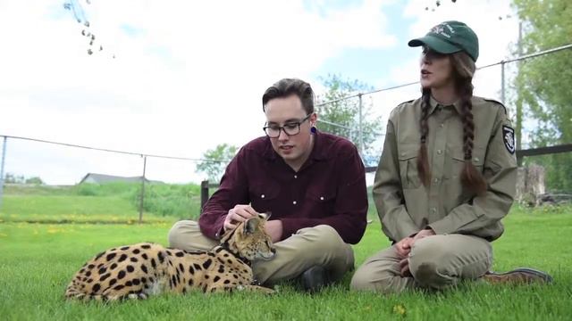 Amazing Animals: Meet Murphy the African serval from Jungle Cat World смотреть онлайн