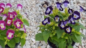 ТОРЕНИЯ! КРАСИВЫЙ ЛЕТНИК ДЛЯ ВАШЕГО САДА. ВЫРАЩИВАНИЕ И УХОД.