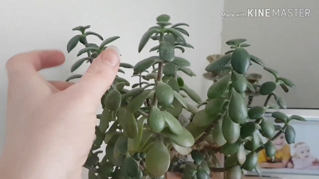 мои комнатные растения смотреть онлайн