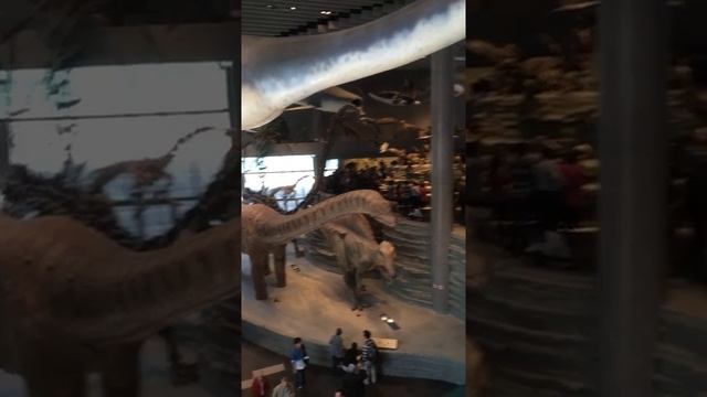 上海自然博物館の様子 At Shanghai Natural History Museum