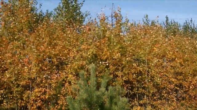 Футаж осенний смотреть онлайн