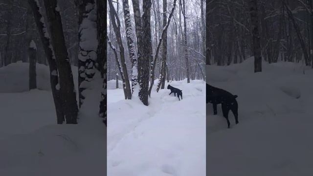 Чёрная Кане Корсо в Зимнем Лесу!!! #canecorso #канекорсо #dog #иньянь #снег #russia # смотреть онлайн