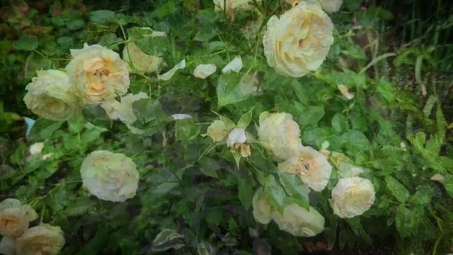 Троянда Cпрей Лемон Рококо Тантау  Lemon Rokoko Tantau