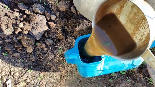 30 кг огурцов с одного куста После такой бесплатной Подкормки смотреть онлайн