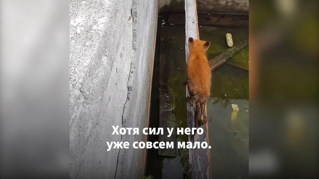 Прохожие Пытаются Спасти Несчастного Зверька. Только Посмотри в Эти Глаза! смотреть онлайн