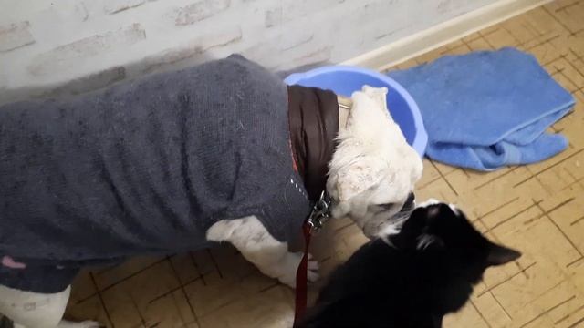 Прогулка под осенним дождем! Выгул английского бульдога и мопса! Walk the dogs in autumn!СТИХиЯ смотреть онлайн
