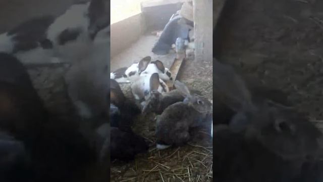 Кролики ( порода - "Немецкая пеперуда" ) смотреть онлайн