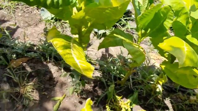 Табак 17 июля... смотреть онлайн