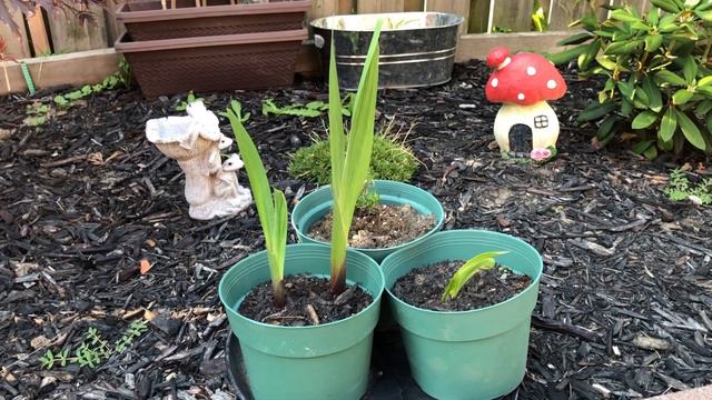 Garden Vlog #1 - Jul 26, 2021 Update смотреть онлайн