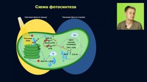 Пластический обмен : Фотосинтез