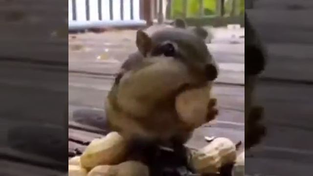 Бурундук ест орехи смотреть онлайн