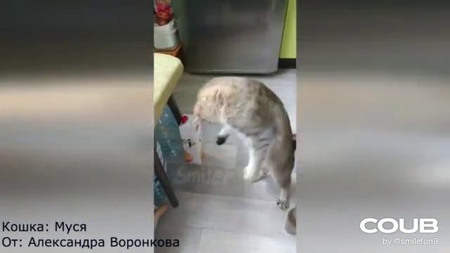 1611426846_looped_1611426836.mp4 смотреть онлайн