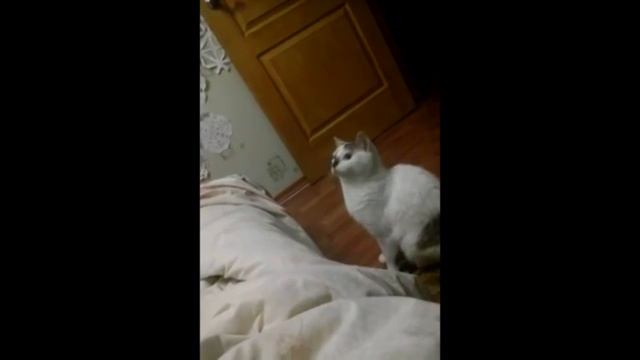 Как поймать надоедливую Муху смотреть онлайн