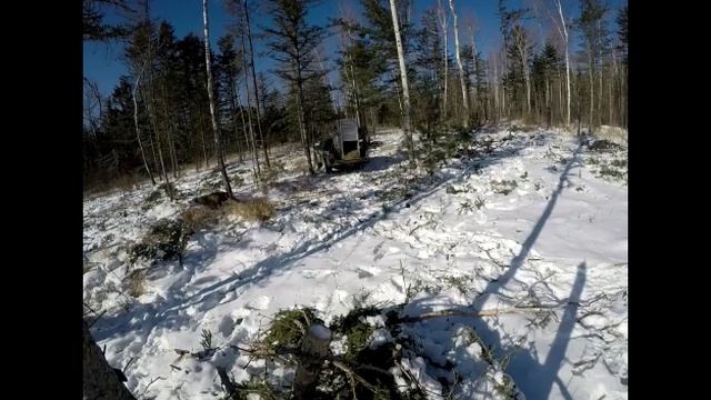 Возвращение тигрицы из Дальнереченского района в дикую природу смотреть онлайн