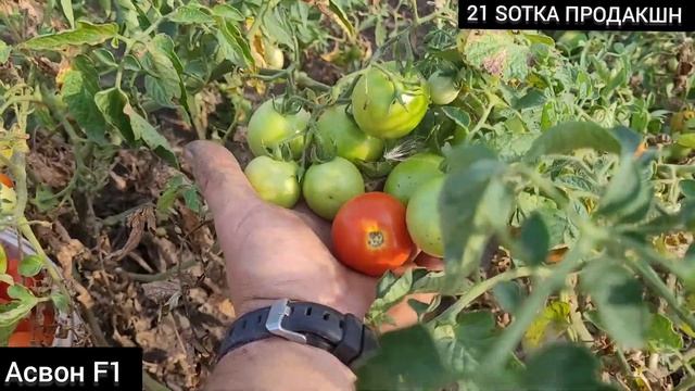 Помідор Асвон F1 - дуже врожайний маленький томат. #томати #помідори #АсвонF1 смотреть онлайн