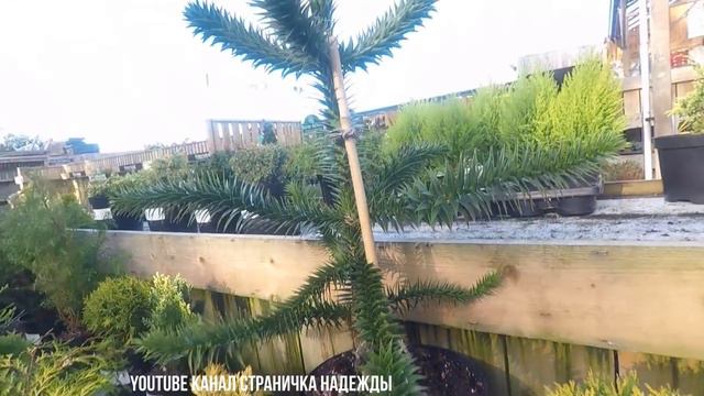 За Амарилисом смотреть онлайн