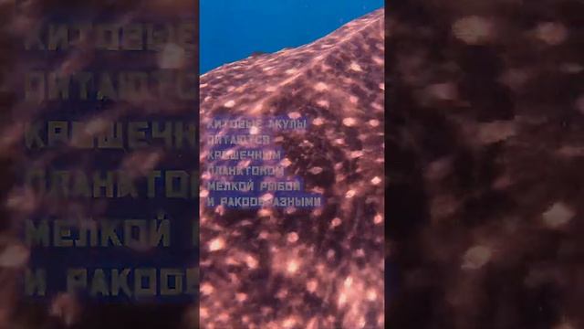 Крупнейшая рыба планеты. Китовая акула. смотреть онлайн