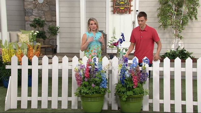 Roberta's 4-Piece Delphinium Dwarf Stars on QVC смотреть онлайн