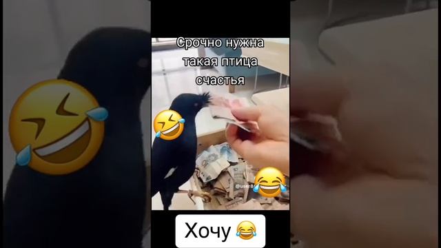 денежная птичка