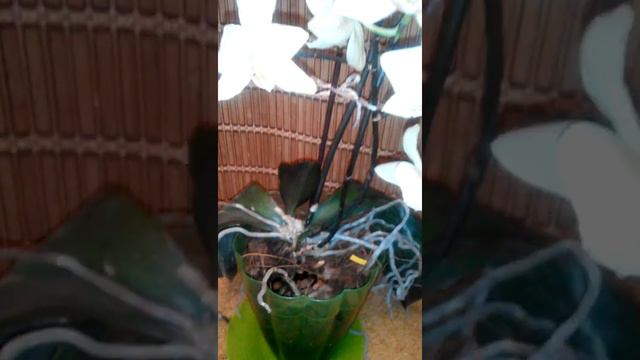 Если у орхидеи гниёт сердцевина. смотреть онлайн