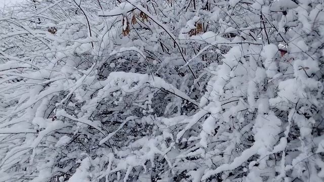 А к нам опять зима пришла.#зима#дача#гулянье# смотреть онлайн