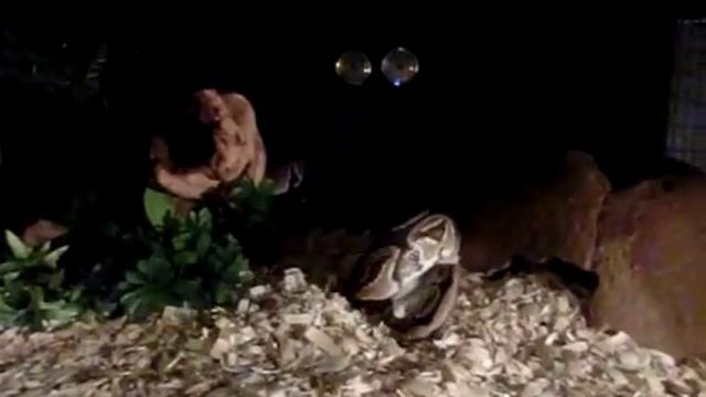 Ball python catch rat in slow motion No.2 смотреть онлайн