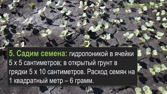 План по созданию бизнеса на редиске смотреть онлайн