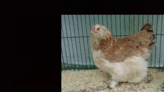 Порода кур Фавероль. смотреть онлайн