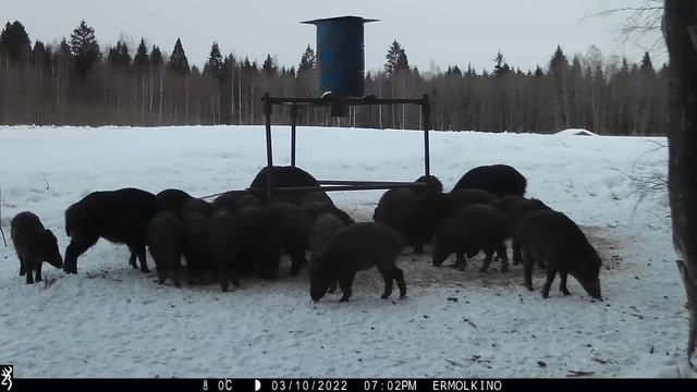 Раскормили стадо смотреть онлайн