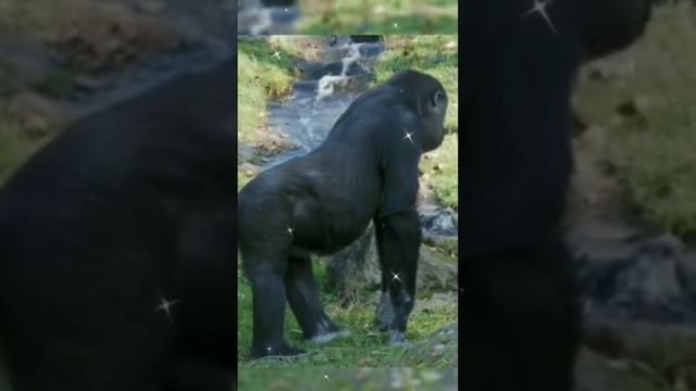 Интересные факты о гориллах! #shorts смотреть онлайн