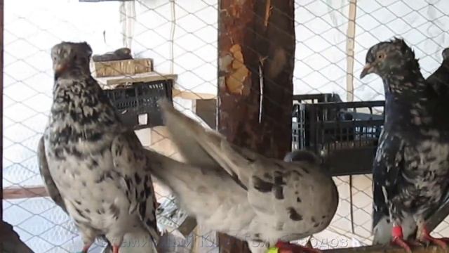 Мраморные Голуби Сергея из с. Волчиха / Marble Doves of Sergey from Volchikha смотреть онлайн