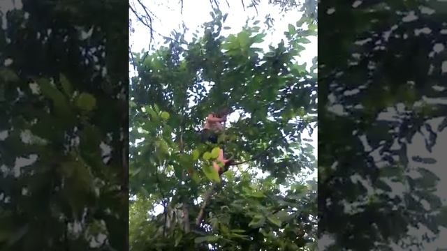 Лето дача черешня смотреть онлайн