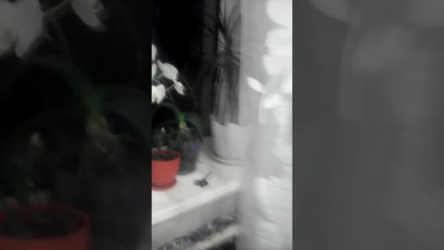 Домашние цветы смотреть онлайн