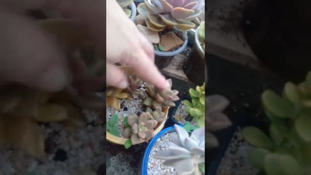 Echeveria Black Prince e outras Suculentas смотреть онлайн