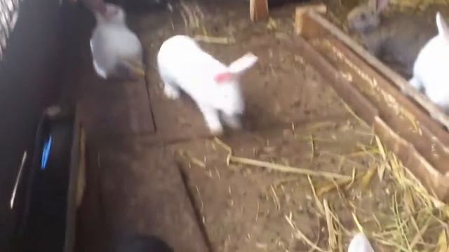 Кролики разных мясных пород смотреть онлайн