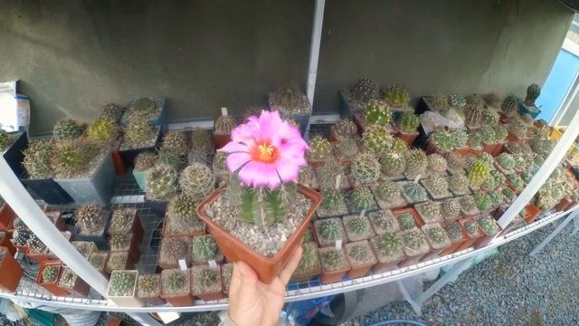 Квіти на кактусі - Thelocactus Bicolor.