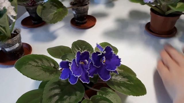 Кураж Шато Брион с Прекрасной Креолкой и маленький секрет для большой компании!!!