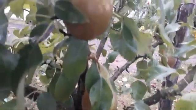 Осенняя обработка сада от болезней и вредителей смотреть онлайн