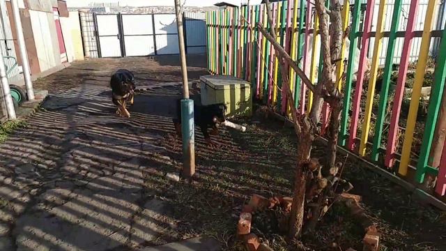 Ротвейлеры гуляют смотреть онлайн