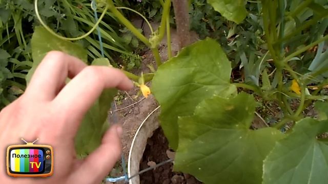 ВЫРАЩИВАНИЕ ОГУРЦОВ В ВЕДРАХ ЧАСТЬ 2 ПОДВЯЗКА смотреть онлайн