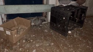 Голуби бросают яйца! Почему?