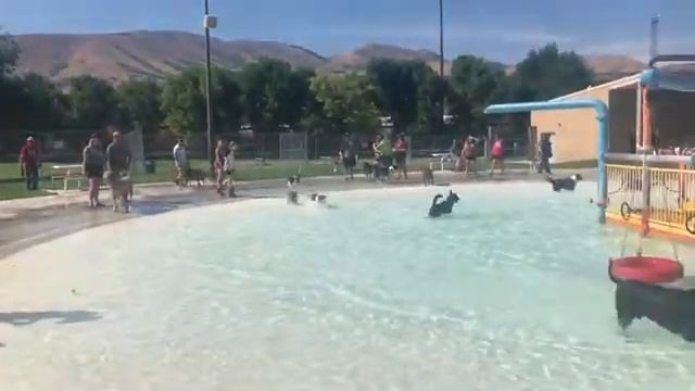 Doggo Splash Pool Party 2019 смотреть онлайн