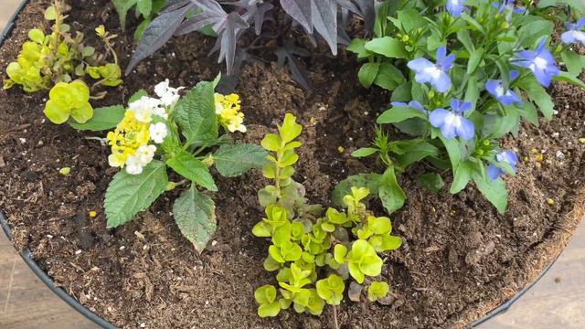 Heat Loving Hanging Baskets For Everyone! 🤗 Zone 6b: // Big And Bold //TheFlowerFanatic
