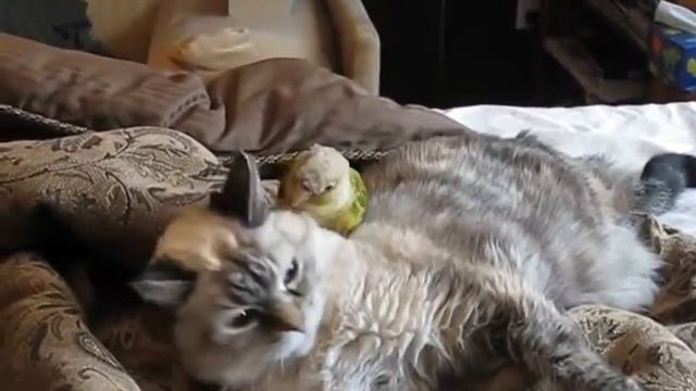 Попугай достает кота Parrot preens cat смотреть онлайн