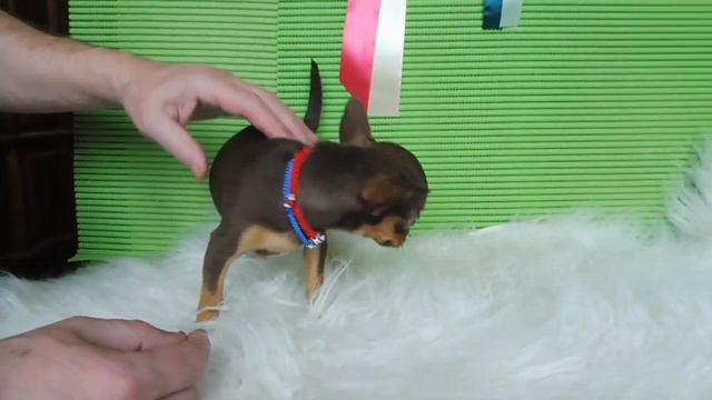 #ПРОДАЮЧИХУА  МАРИ МИСТИК ШАНЕЛЬ 3 МЕСЯЦА#КУПЛЮЧИХУАПРОДАЮЩЕНКА#МАРИМИСТИКПИТОМНИКРКФ#КОББИТИПЧИХУА