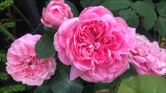 GERTRUDE JEKYLL 'Ausbord' bred by David Austin - English climbing rose, rosier grimpant anglais смотреть онлайн