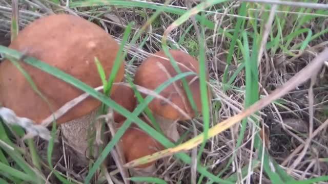 Грибы 2022. Без корвалола не смотреть.То сюда принеси, то-отсюда. Совсем у людей совести нет.